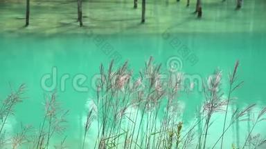 美丽的石罗甘蓝池塘